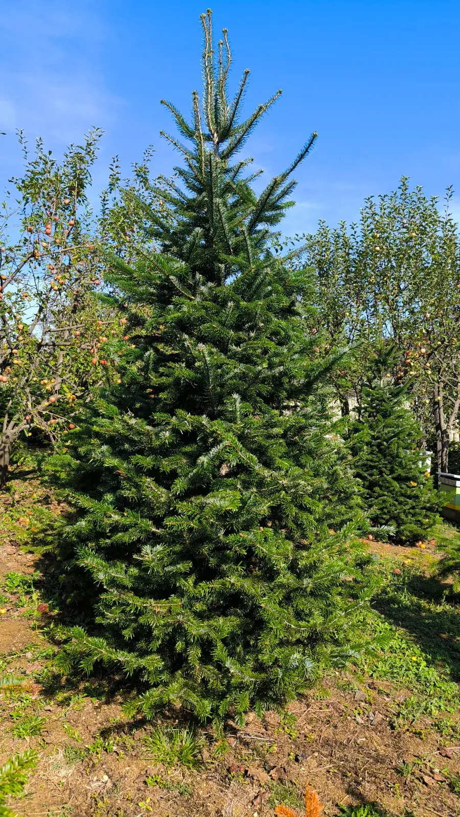 Nordmann jela 300cm