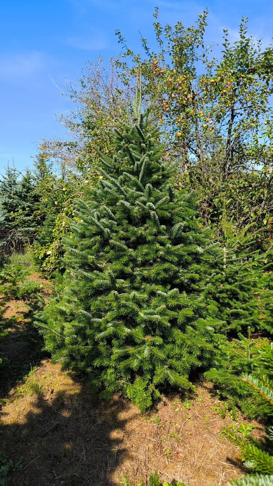 Primjerak Nordmann jele, pogled sprijeda