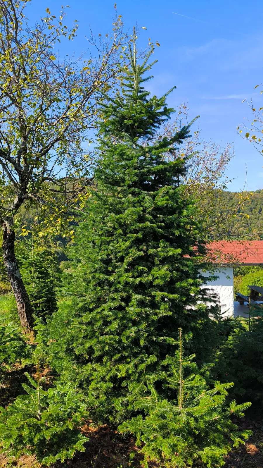 Nordmann jela pored kućice u rasadniku